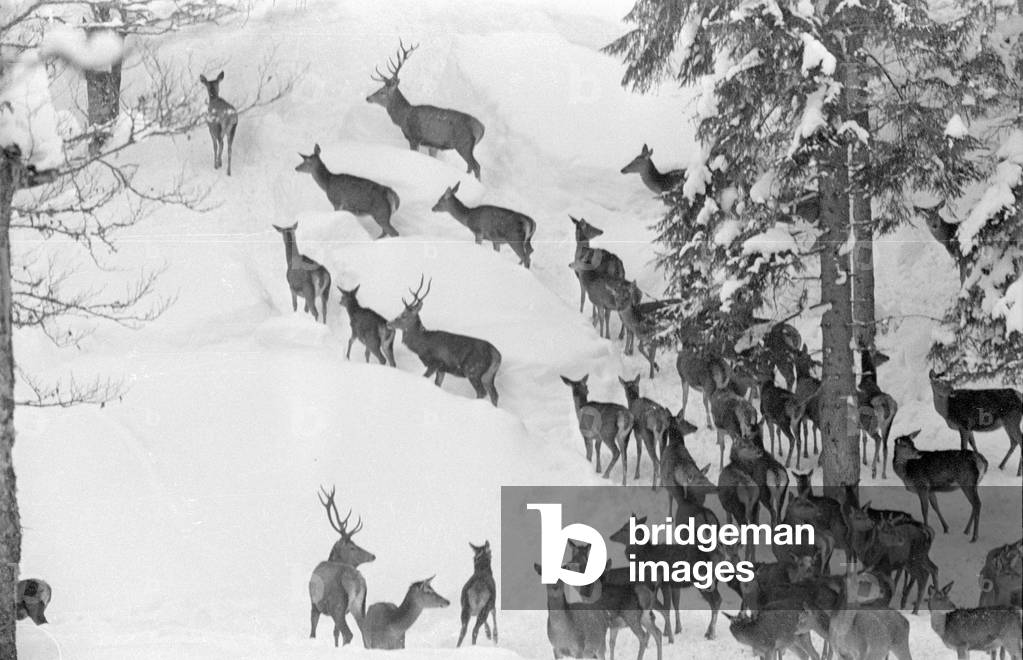Wildlife feeding in Wildbad Kreuth, 1969 (b/w photo)