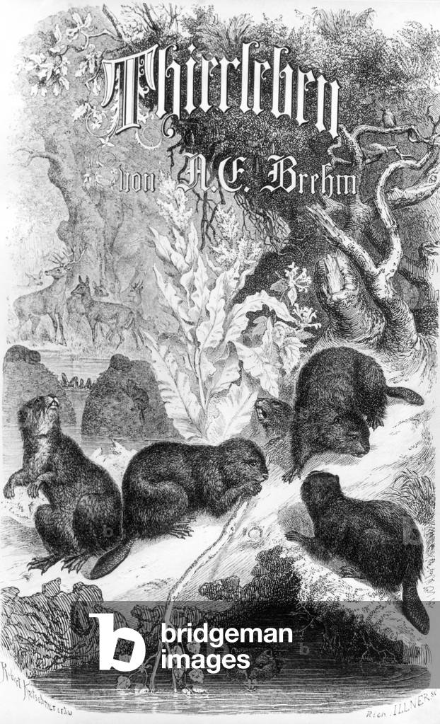 Cover of Illustrated Animal Life by zoologist Alfred Brehm, 1863  (b/w photo)
