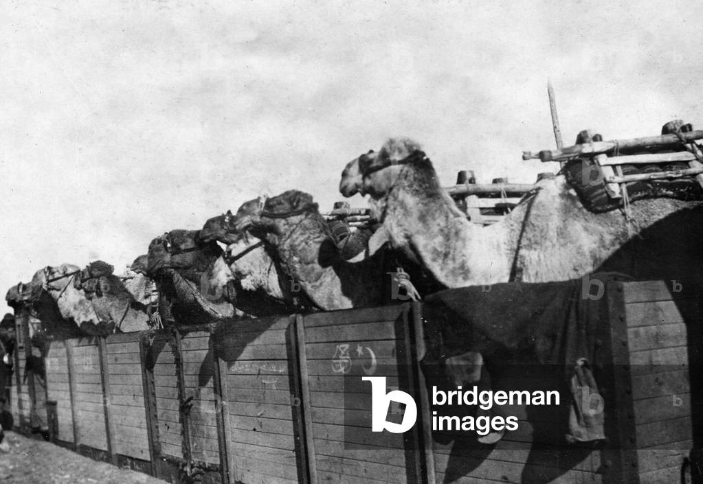 Turkish camels on the front in Palestine during the First World War, 1916 (b/w photo)