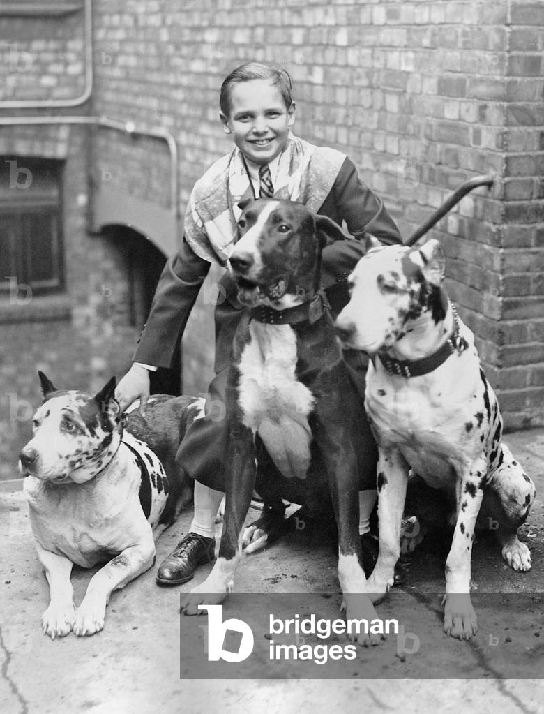 Jackie Coogan with dogs (b/w photo)