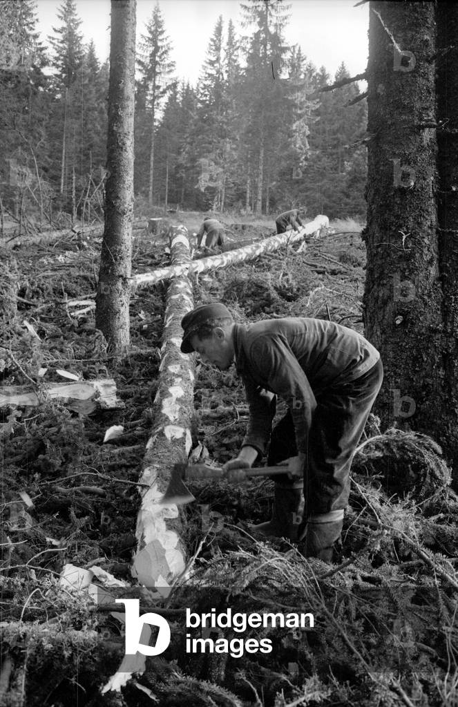 Forestry in Zastler, 1960 (b/w photo)