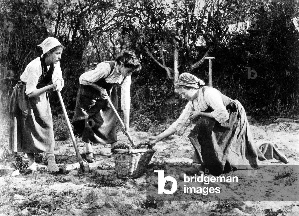 peasant women working in the fields during potatoe harvest time, France, c. 1900