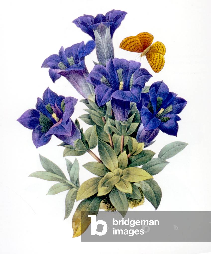 Gentiana Acaulis flower and a butterfly, engraving