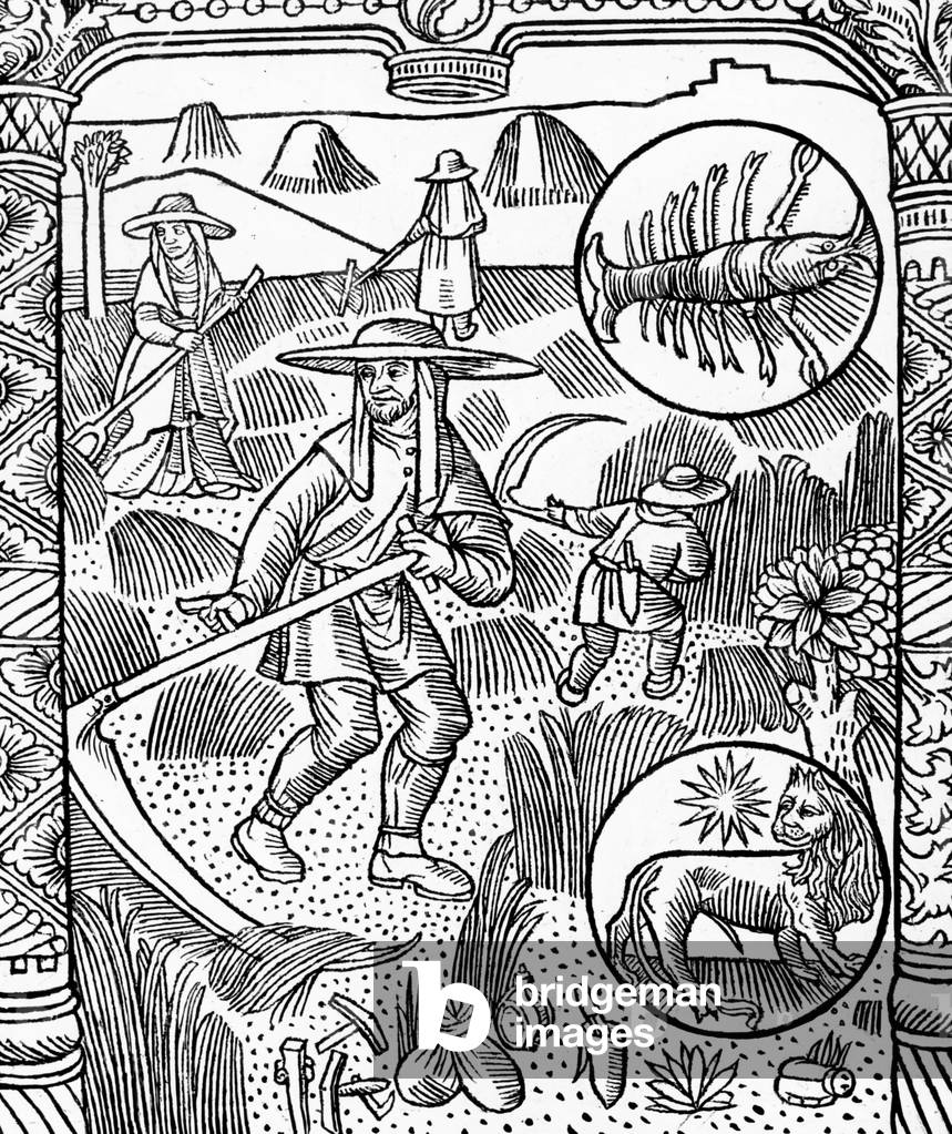 zodiac signs : Cancer and Leo (july) : months for harvest, engraving form the calendar of sheperds, 1491