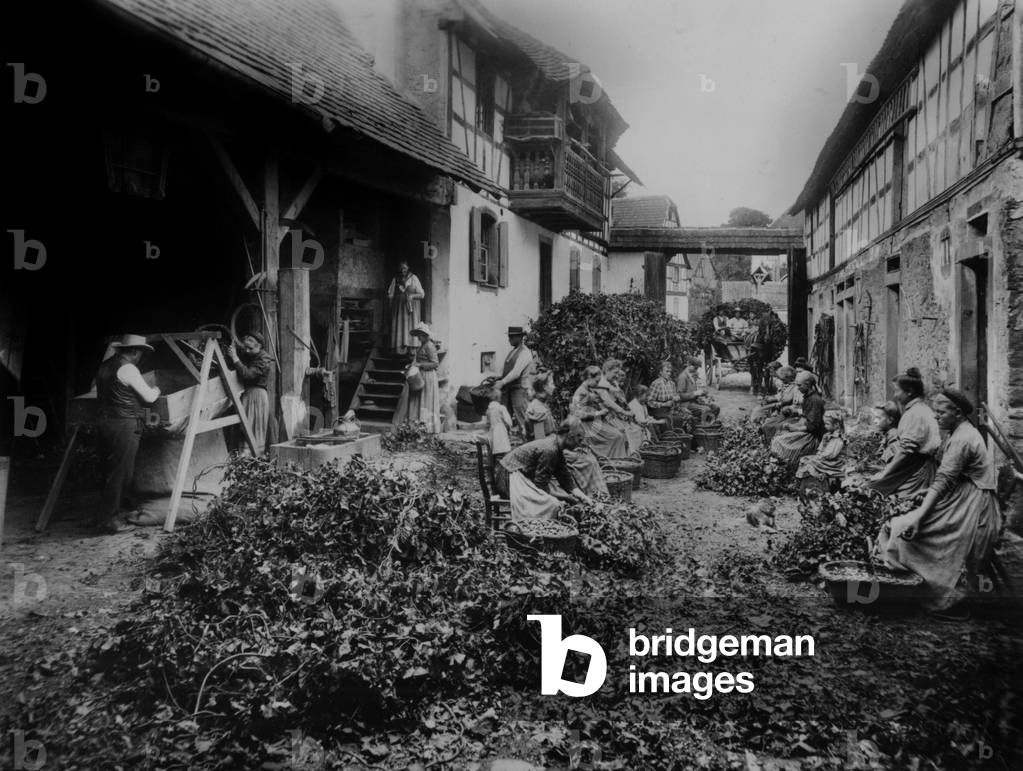 hop picking in Berstett in Alsace in 1906