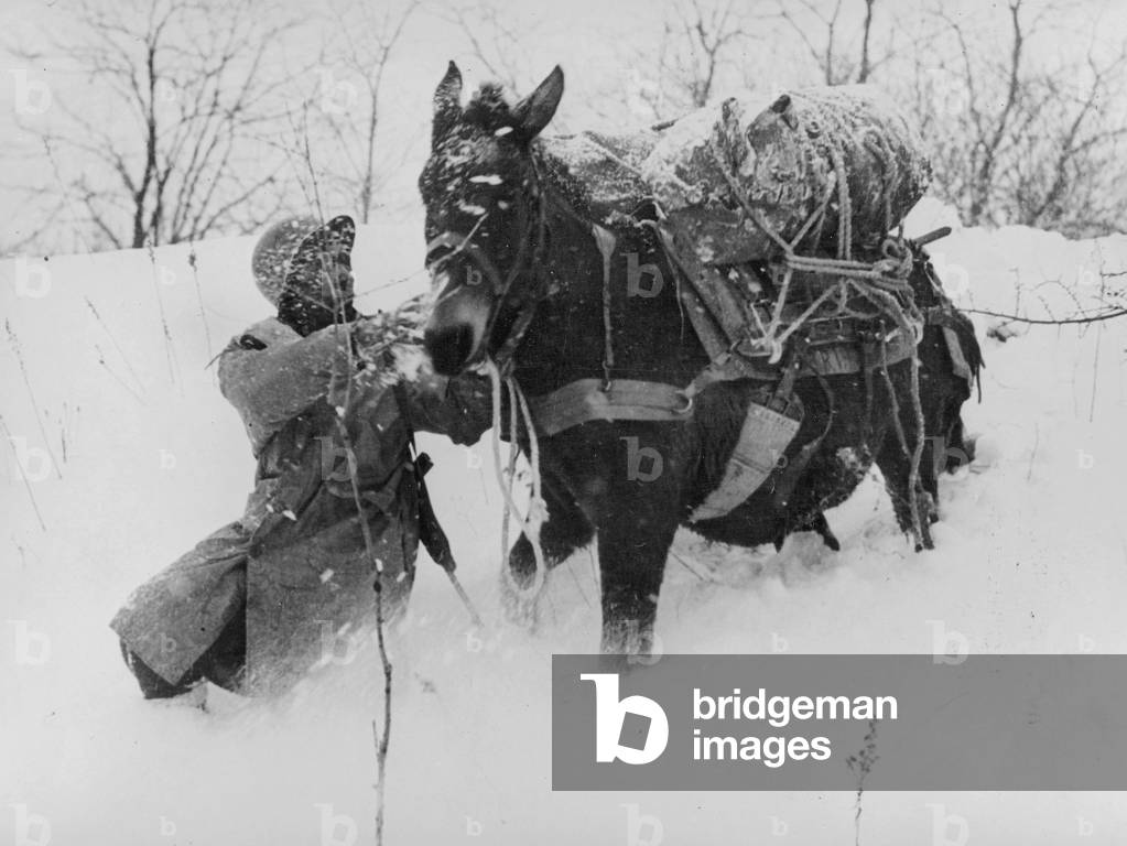 The alsacian Front : an american soldier from the 7th Army leads a mule with supplies throught the deep snow on the alsacian front with fighting between german army and Allied Forces during the winter 1944-45