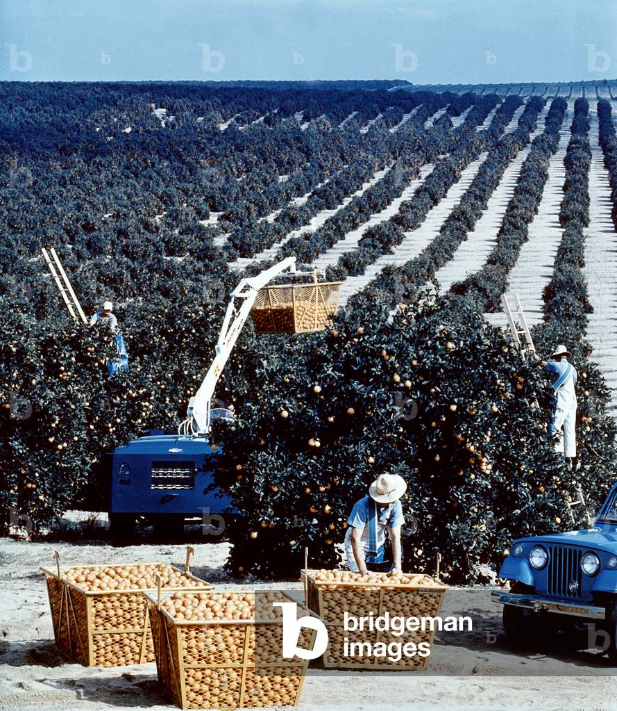 Orange crop in Florida, south USA, c. 1965