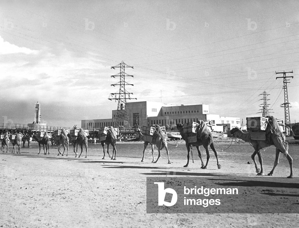 camels passing by the electric station of Tel Aviv october 1946