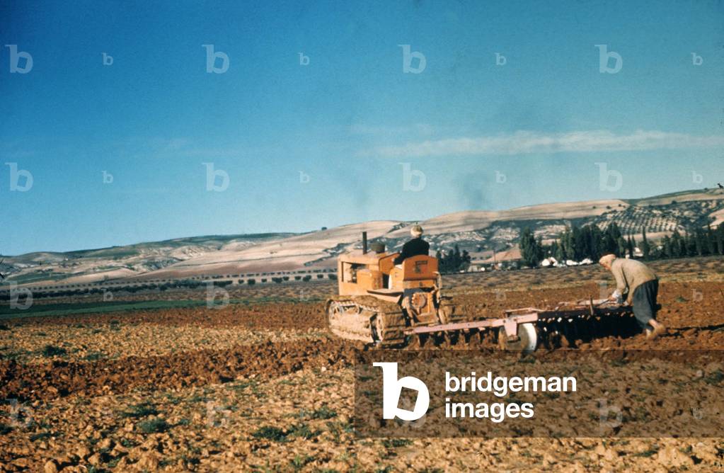 Algeria, february 1955 : algerian farmers ploughing a field