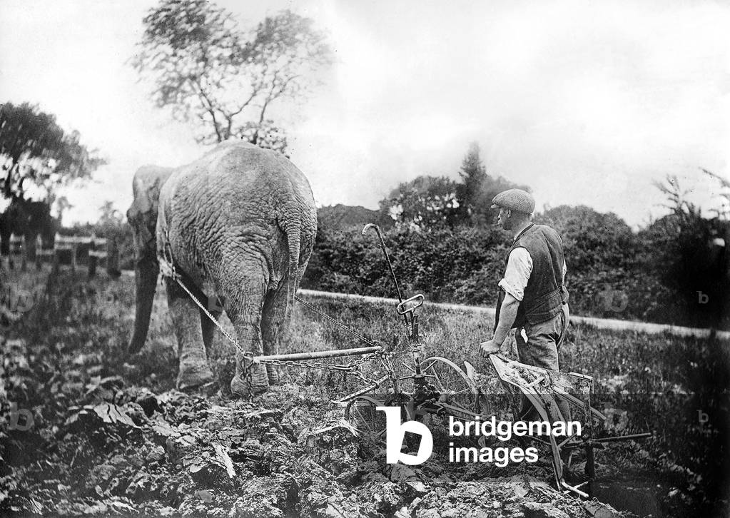 Pinder circus elephants requisitioning for ploughing plowing in France during ww1