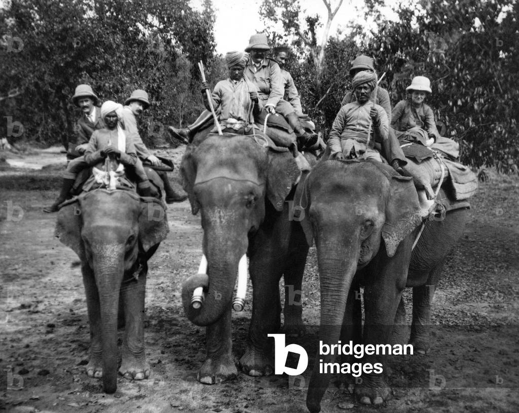Officers of the king's Shropshire light infantry on elephants stating the tiger shoot in Nepal c. 1908