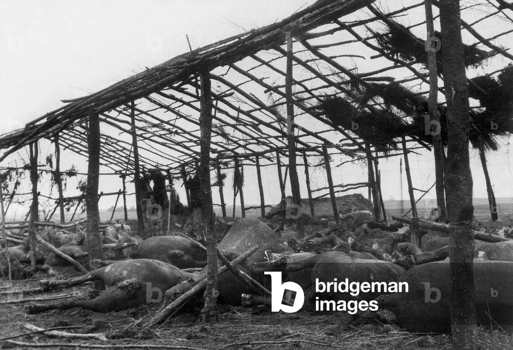 In Argonne : a shell killed the horses in a stable, ww1