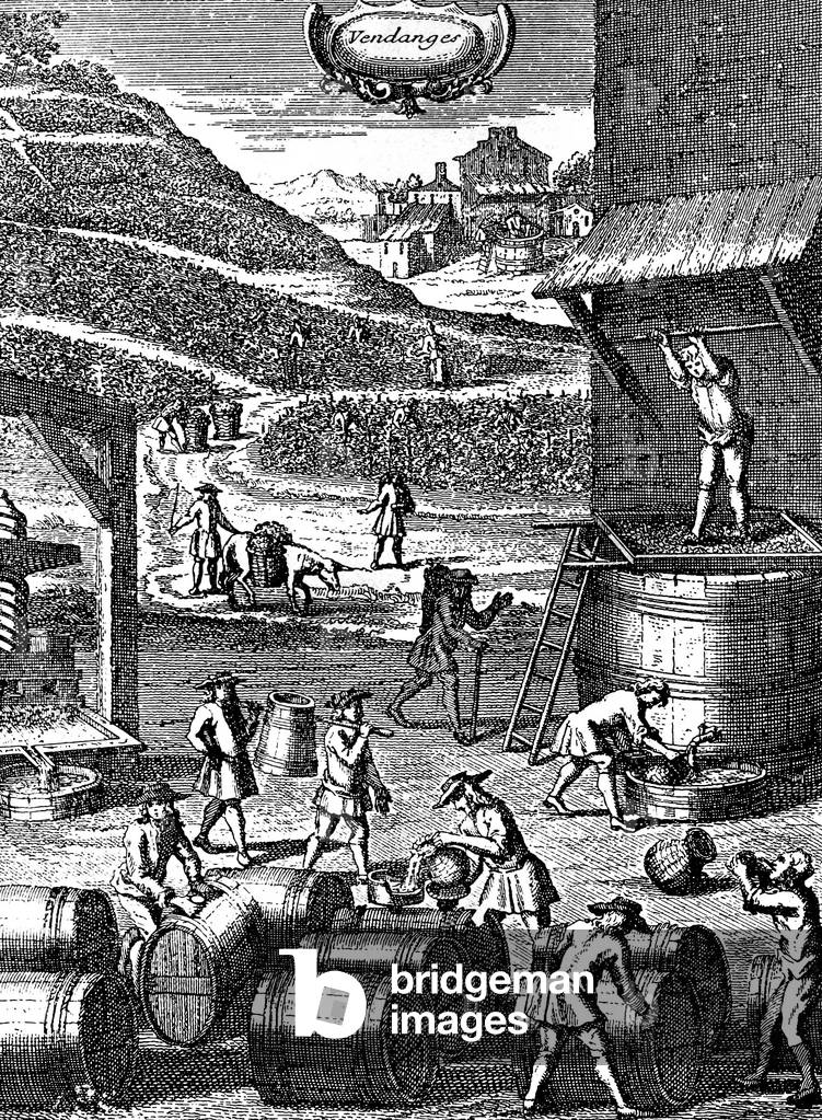 Grape harvest in 17th century