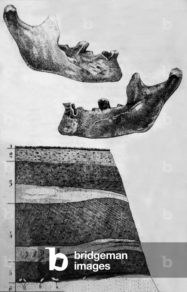 fossil human jaw found in Somme (France) by Jacques Boucher de Perthes (1788-1868) on march 28, 1963, engraving