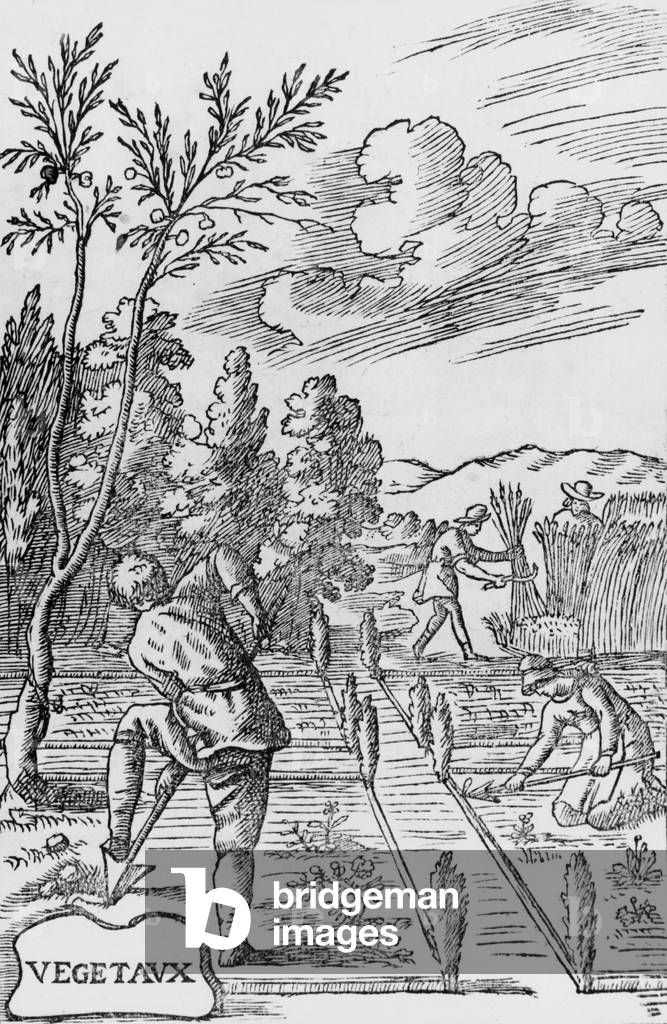 farmers harvesting, engraving, 16th century