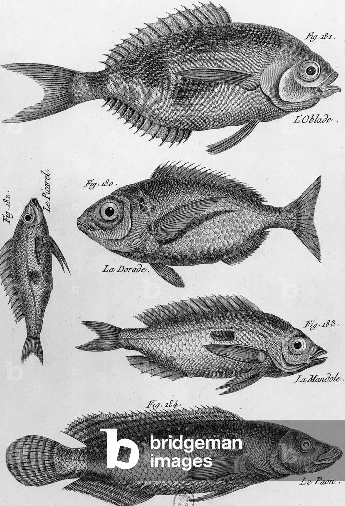Different fishes plates drawn for the methodical encyclopedia, engraving from methodical Encyclopedia by Charles-Joseph Panckoucke, 1788