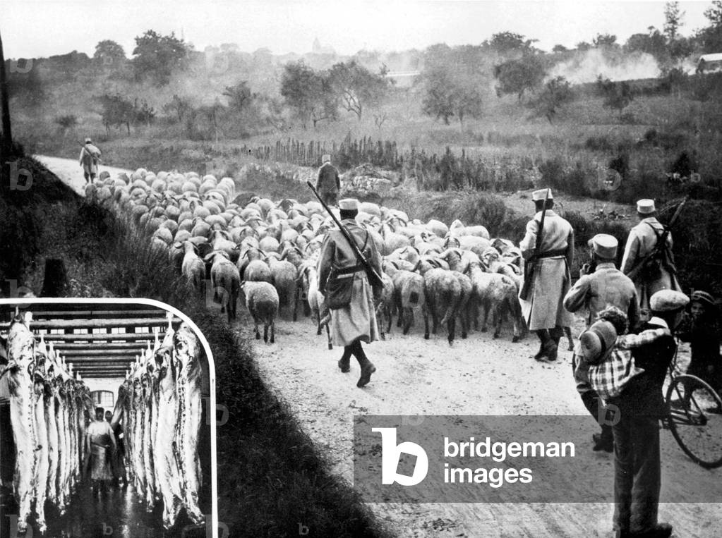 Cattle requisitioning in France c. 1914