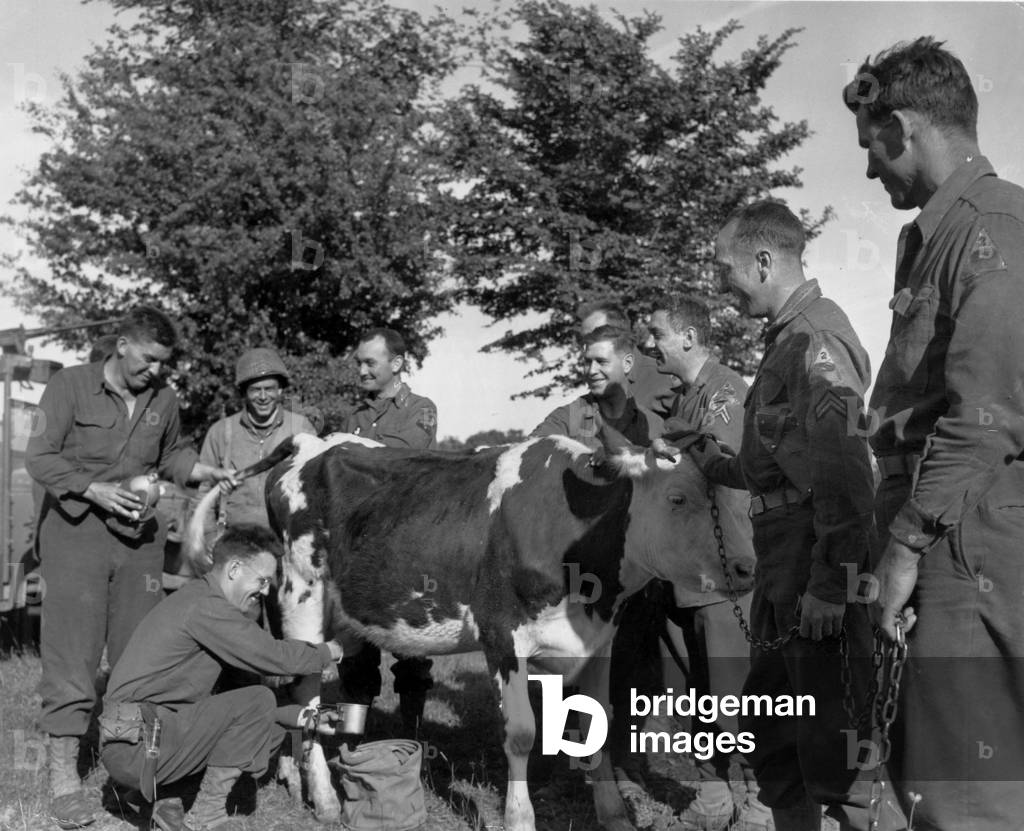On june 17, 1944, in liberated Normandy (France) american soldiers drawing the milk from a cow, photo NARA