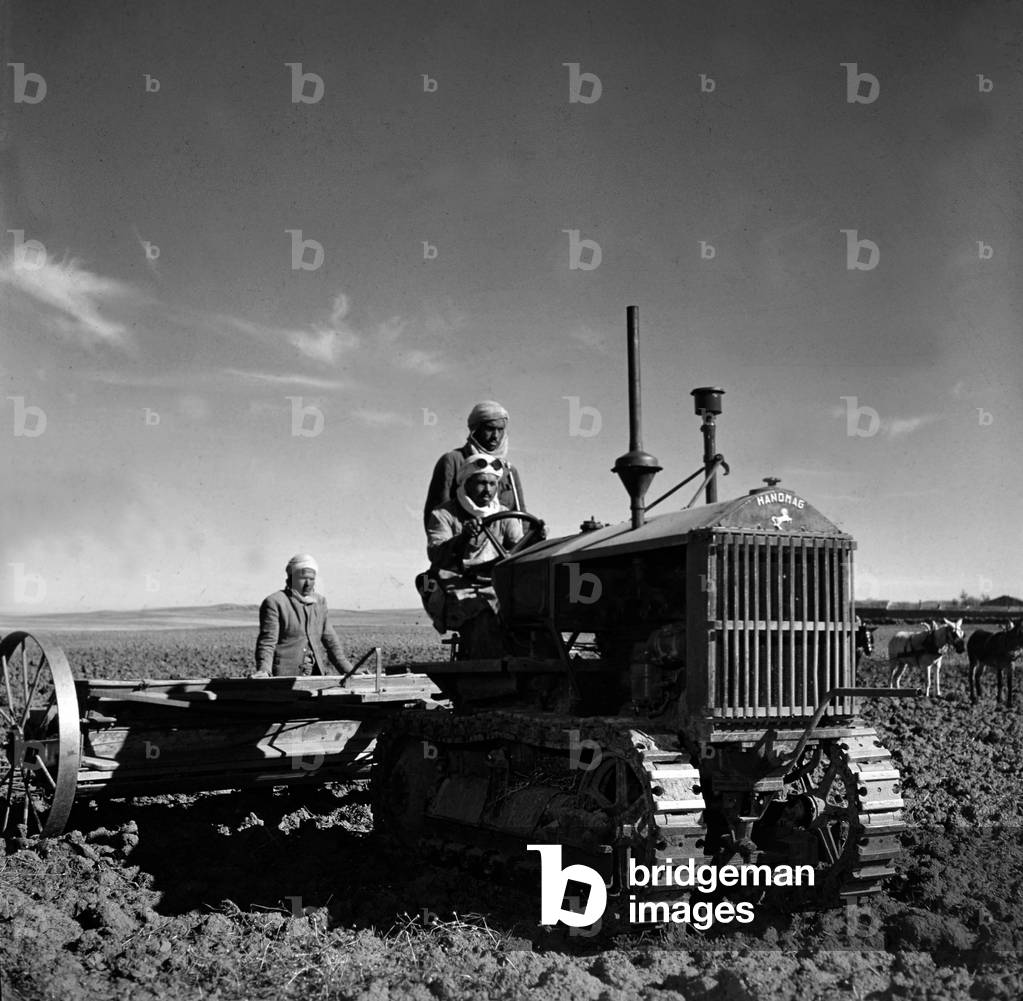 Agriculture in Algeria, 50's