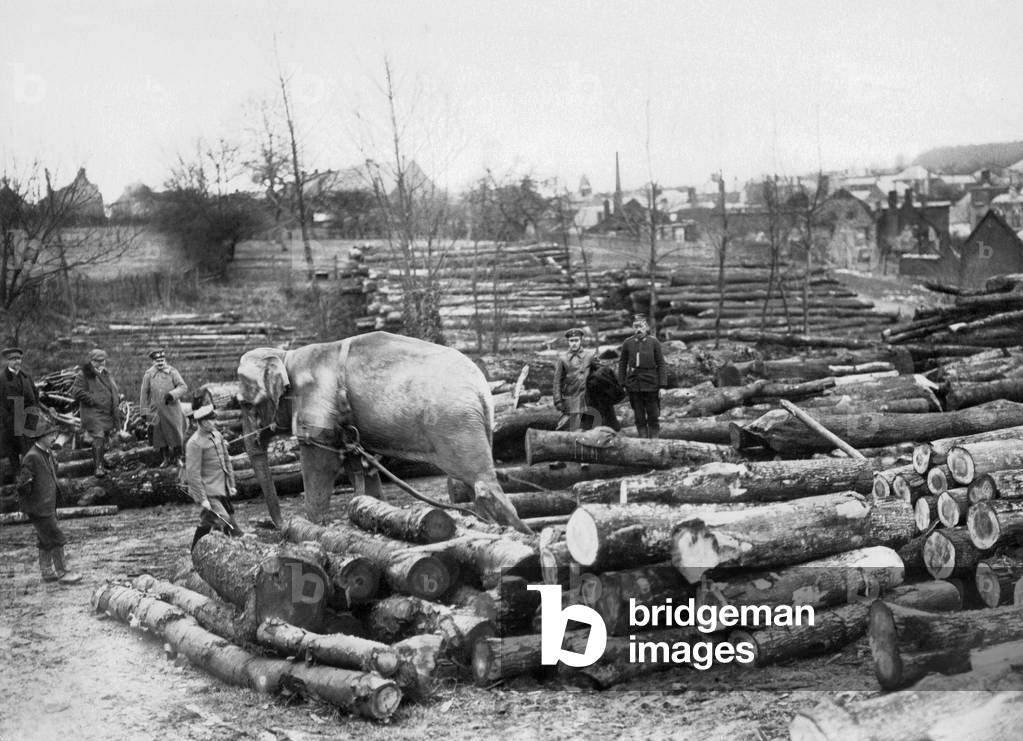 colonel Von Mehring, former commandant of Valenciennes, inspecting an elephant requisitionned for hard labour, during the great war