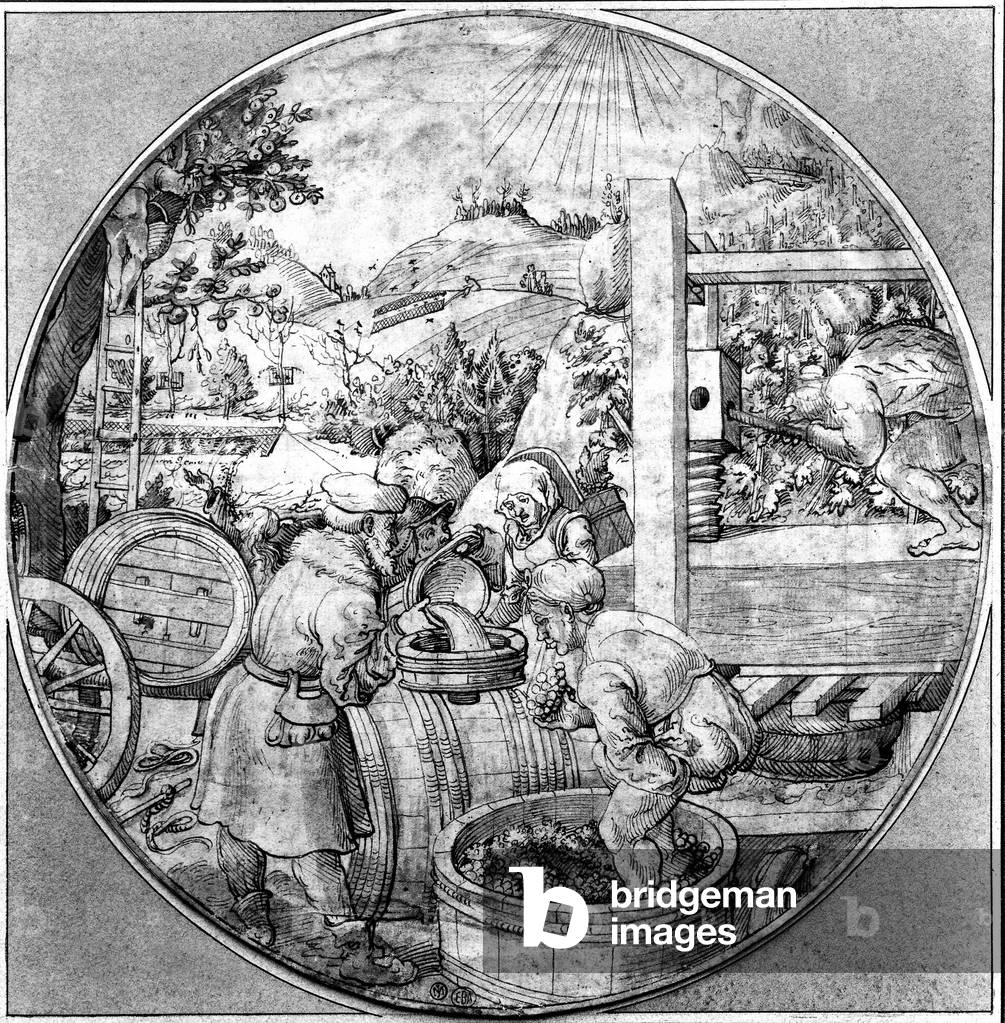 Grape harvest in 17th century, France : grapes is pressed with press or by a person, then he's put in barrel, engraving