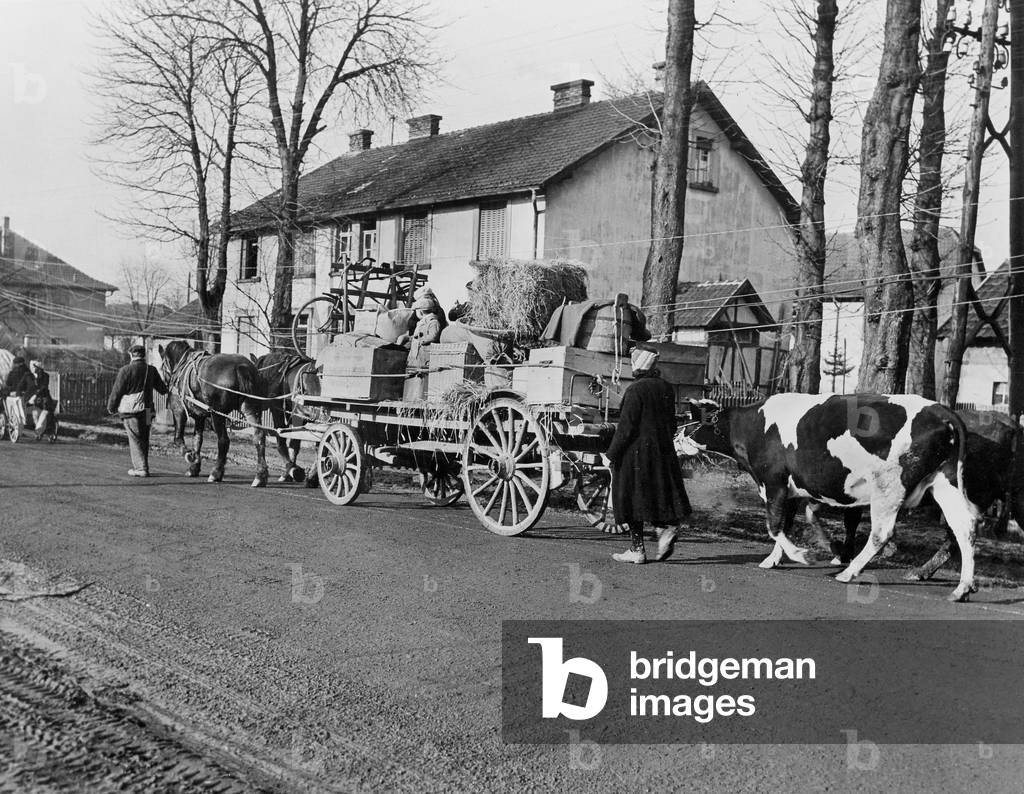 Liberation of Alsace : refugees coming from the front where the Allied Forces and the german army are still fighting before liberation, toward Sarrebourg winter 1944-45