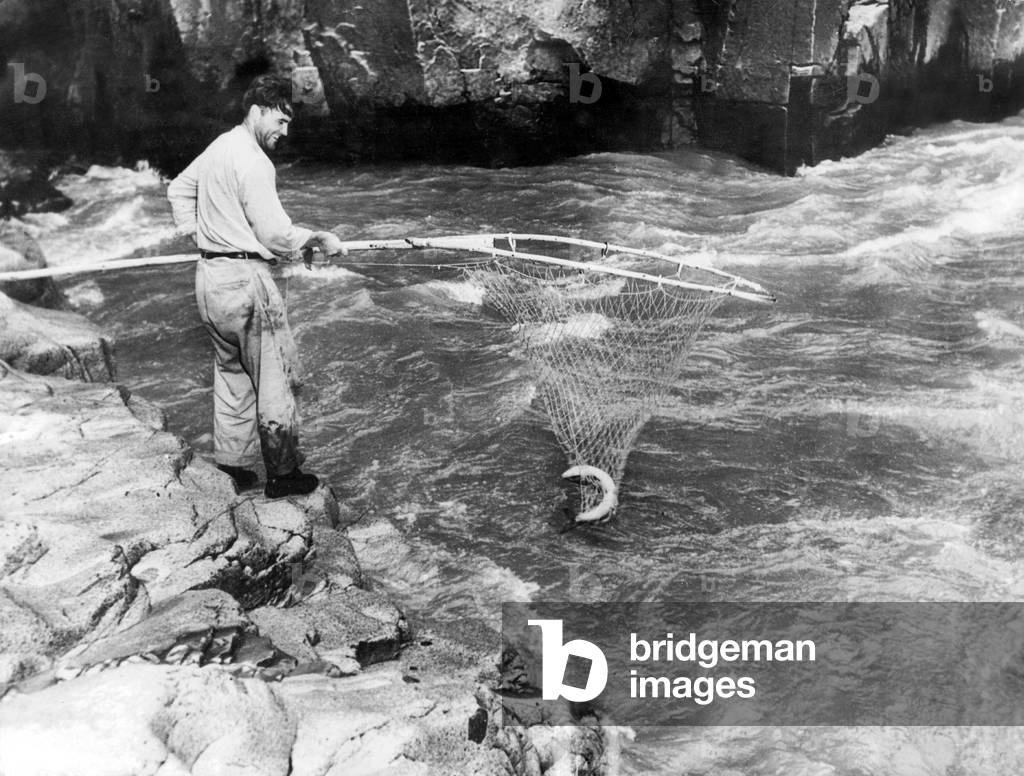 Salmon fishing in the torrent c. 1950, USA