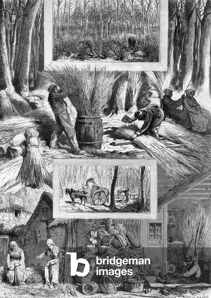 Wicker : harvest in willow bed, making of bundle of firewood, transport, preparation of wicker, making of basket, engraving, c. 1880