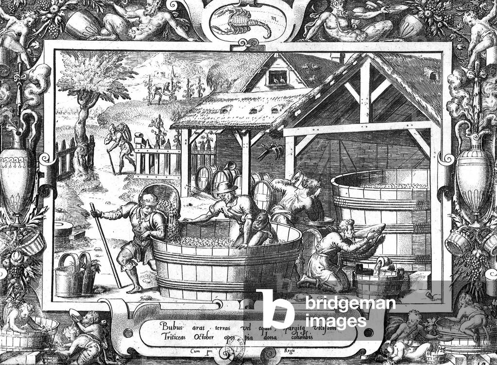 Period of grape harvest, 16th century, engraving