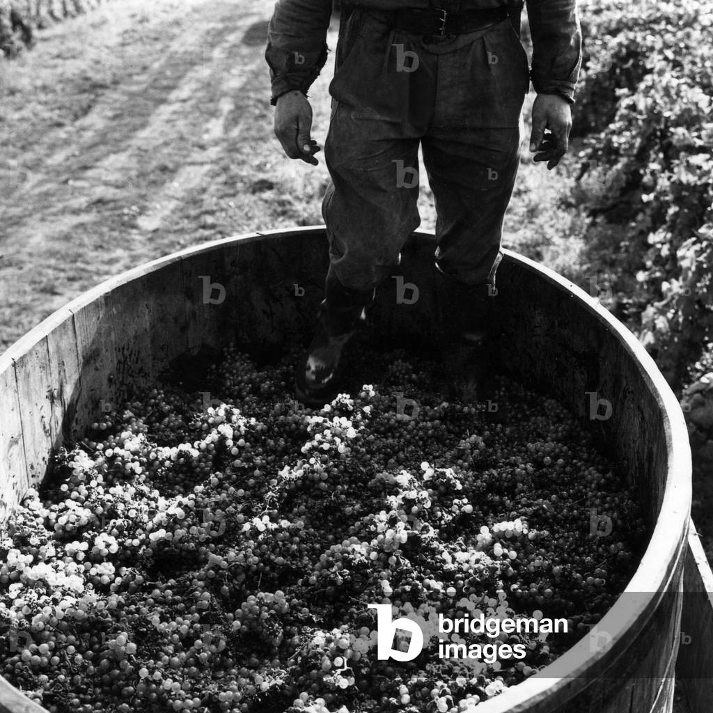 Grape harvest in Burgundy (France) : pressing of grapes with feet