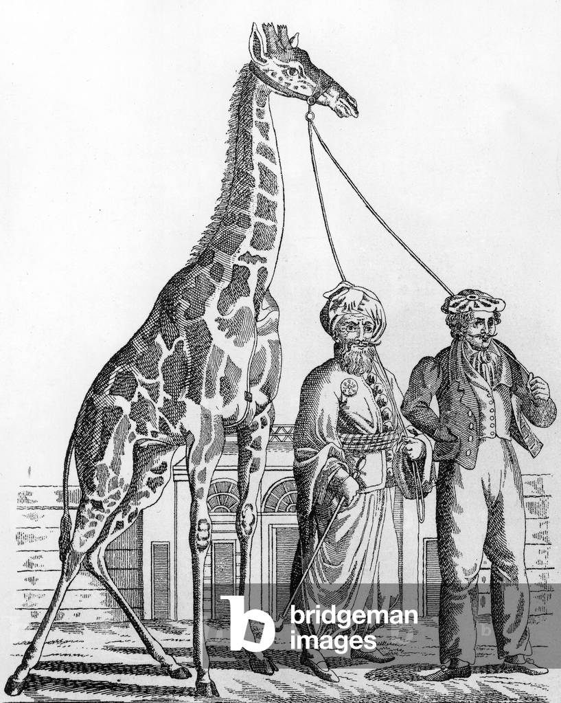 Giraffe in the Schoenbrunn zoo in Vienna 18th century, engraving