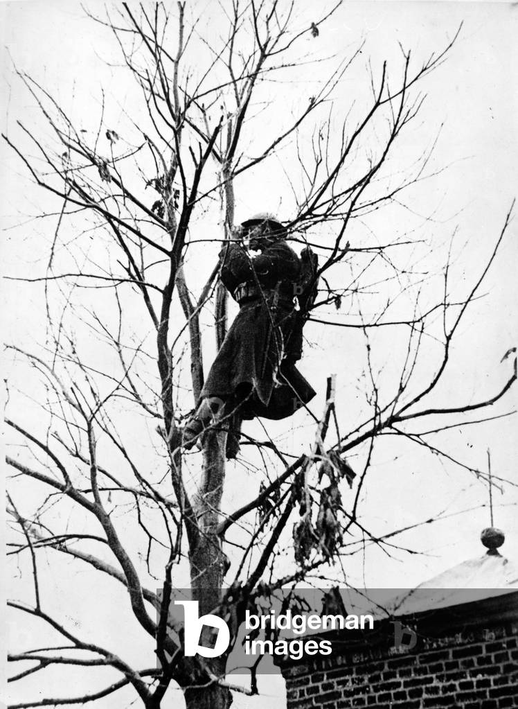 Early 1940, on belgian front, belgian observer in a tree