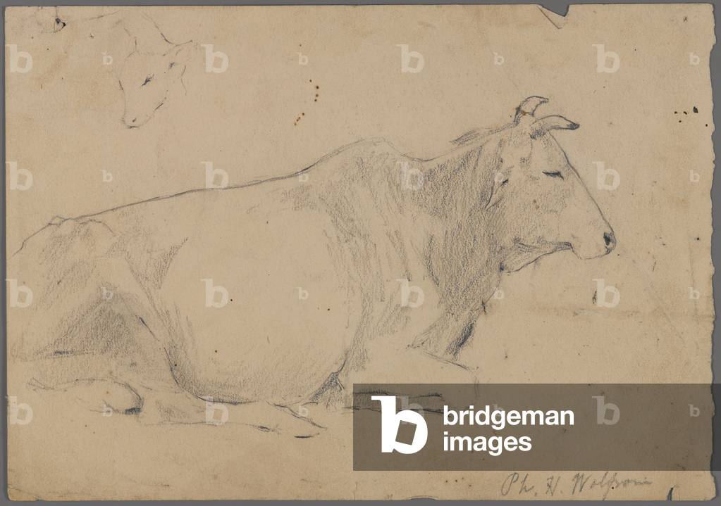 Seated bull (graphite on paper)