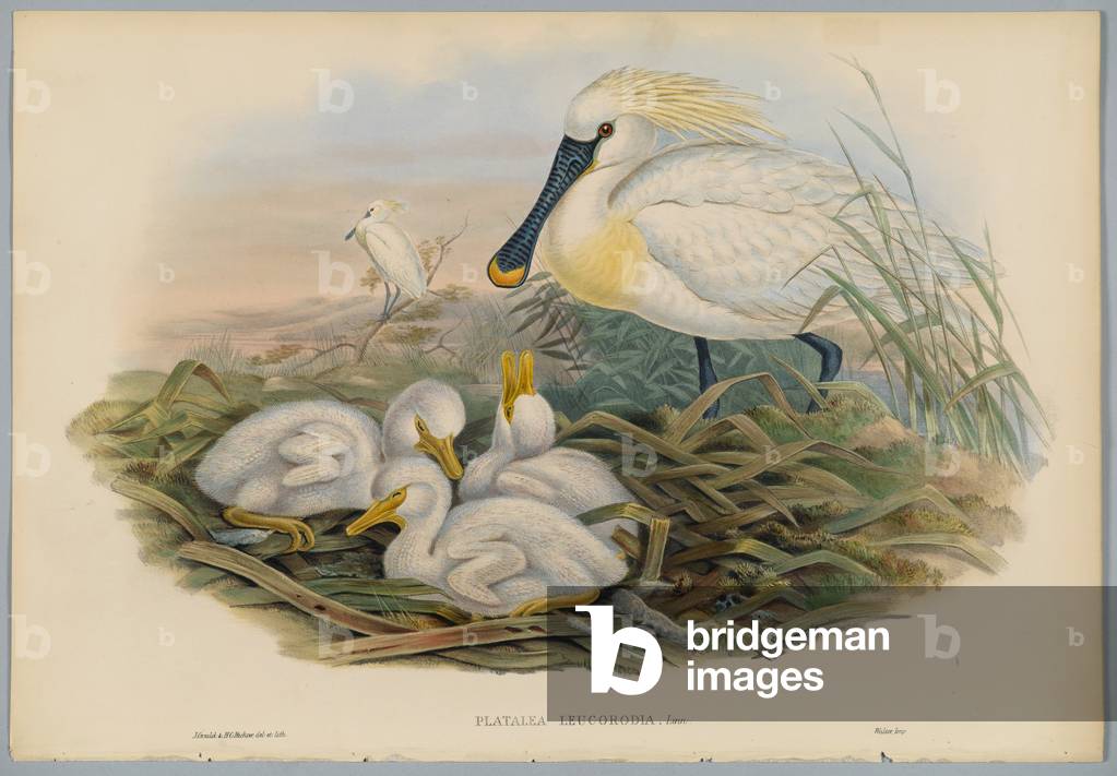 Platalea Leucorodia - Spoonbill and Young, engraved by H. C. Richter (colour litho)