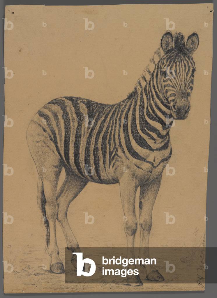 Zebra (graphite on paper)