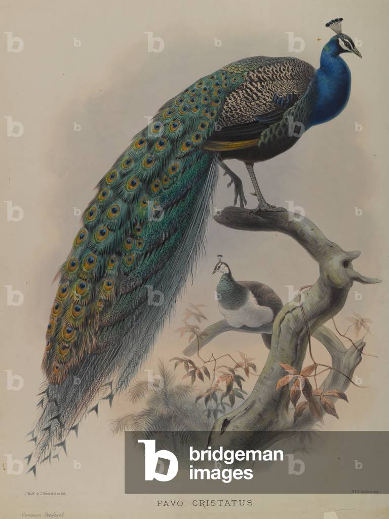 Pavo Cristafus- Common Pea Fowl (colour litho)