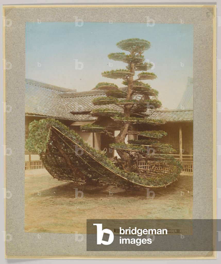 Pine Tree at Kinkakuji Garden, Kyoto, Japan (hand-coloured b/w photo)