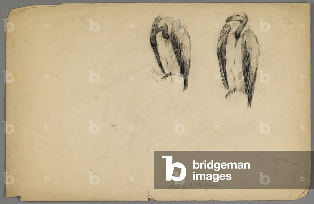 Vultures (charcoal on paper)