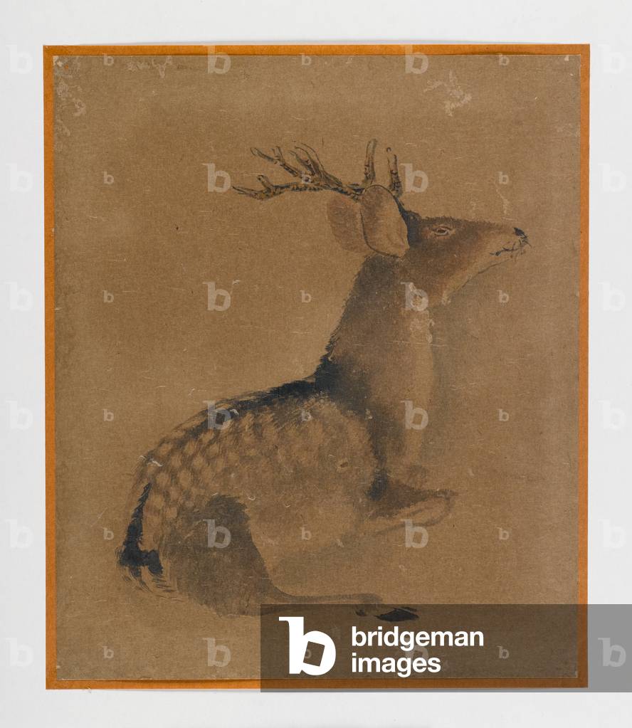 Recumbent deer (ink & sepia on paper)