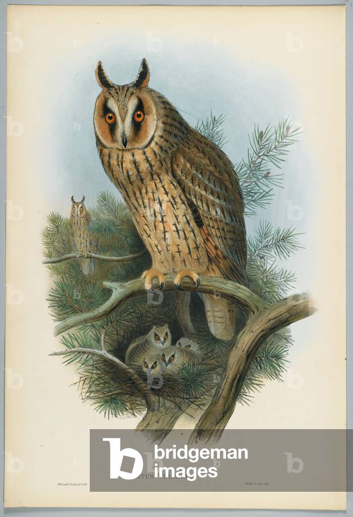Otus Vulgaris - Long-Eared Owl, drawn by J. Wolf, engraved by H. C. Richter (colour litho)