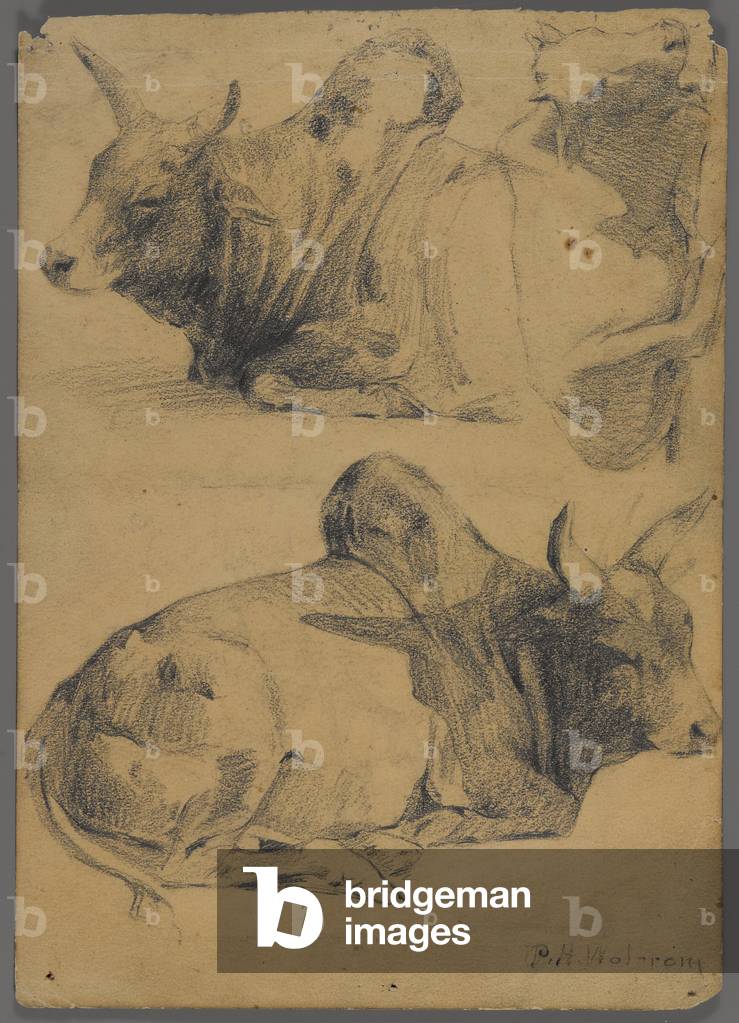 Brahman bulls (graphite on paper)