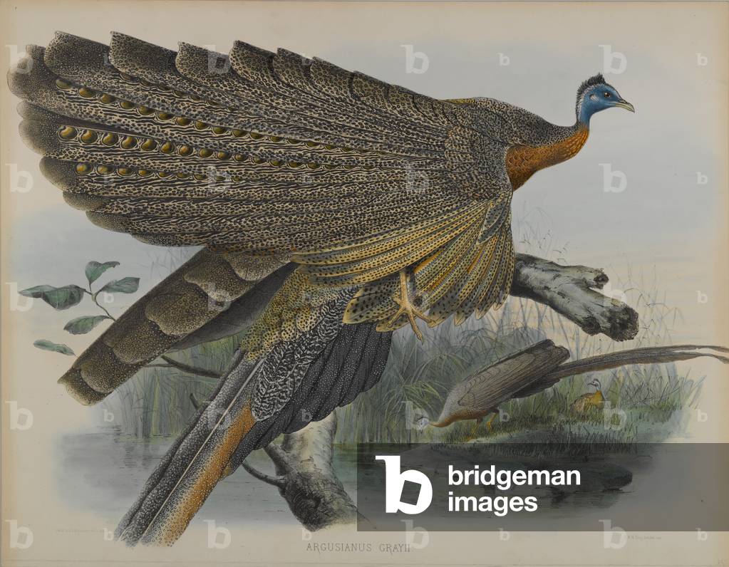 Argusianus Grayii (colour litho)
