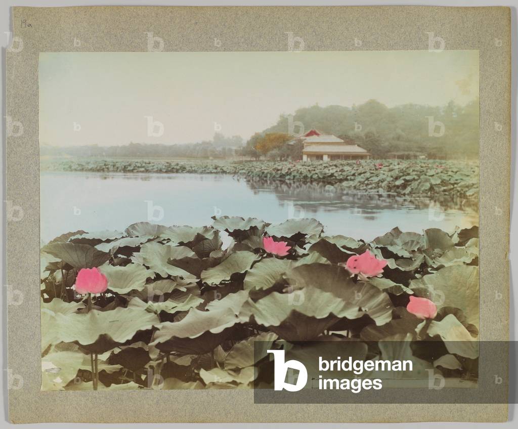 Lotuses in Shinobadzu Pond, Uyeno Park, Tokyo, Japan (hand-coloured b/w photo)
