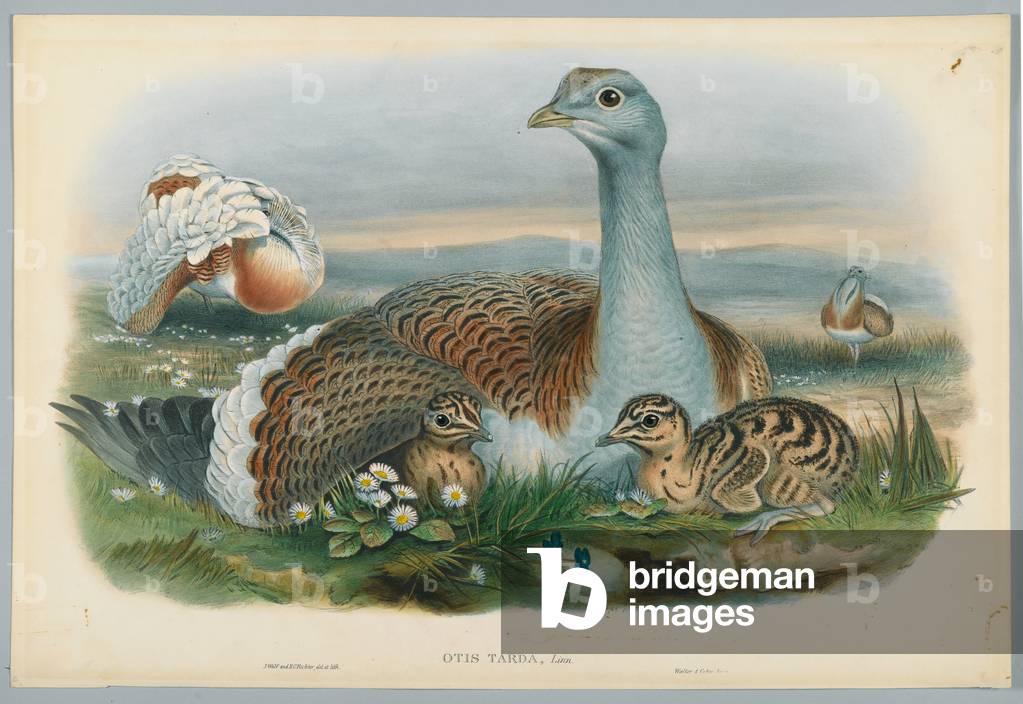 Otis Torda - Great Bustard, drawn by J. Wolf, engraved by H. C. Richter (colour litho)
