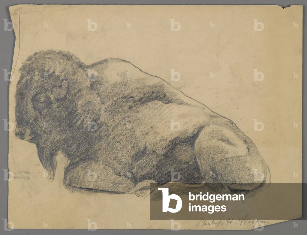 Bison (graphite on paper)
