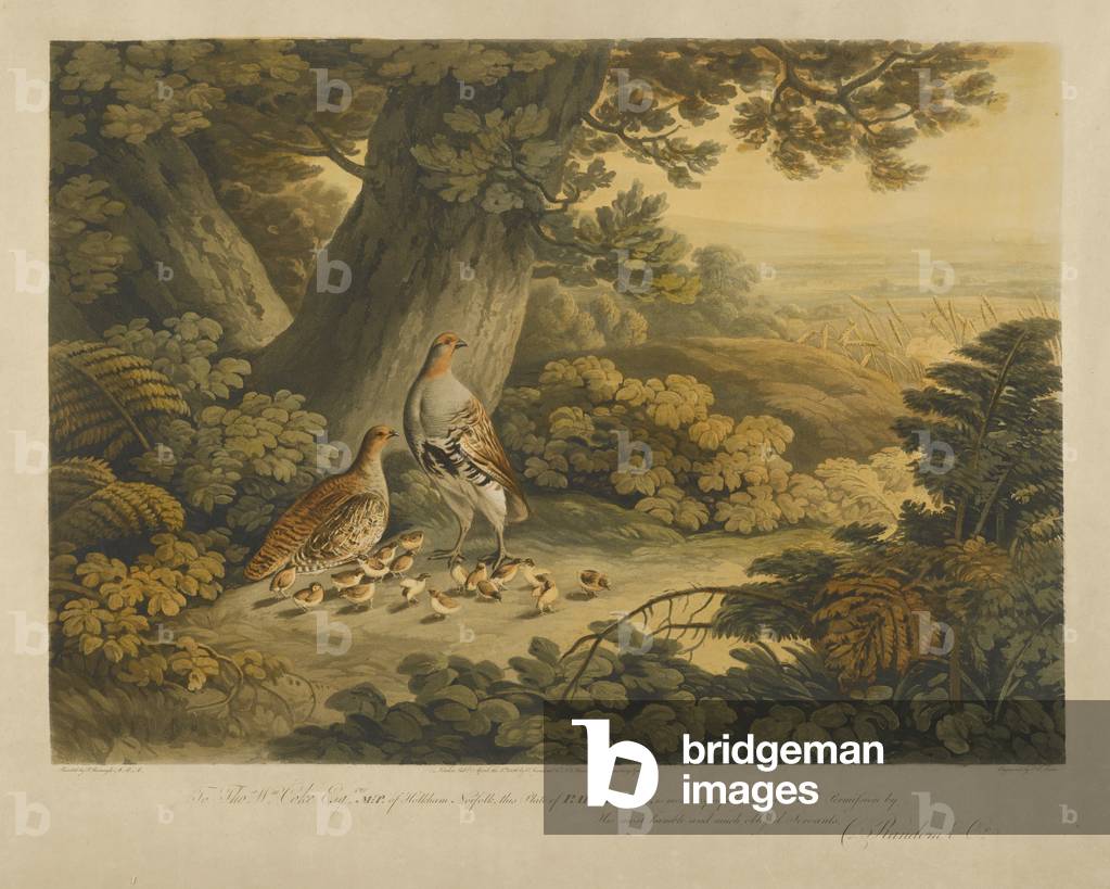 Partridges (colour engraving)