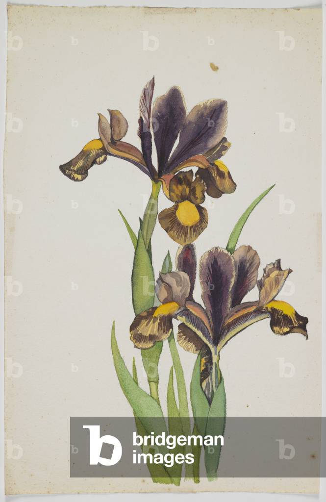 Iris, 1947 (w/c on paper)