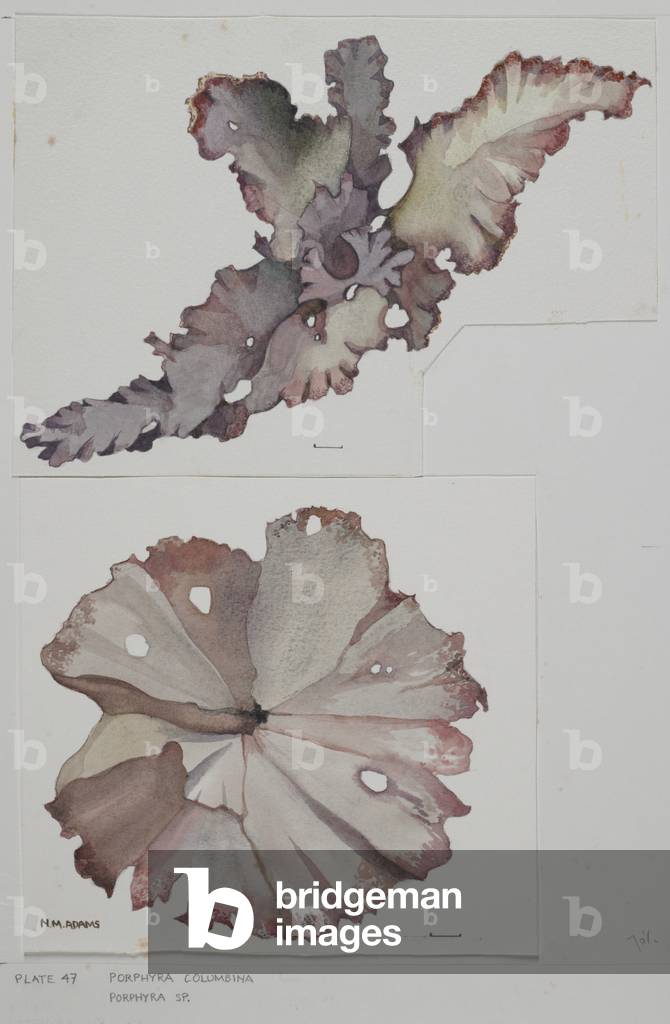 Red seaweeds, Plate 47, Porphyra columbina, P. sp.,  (w/c and graphite pencil on paper)
