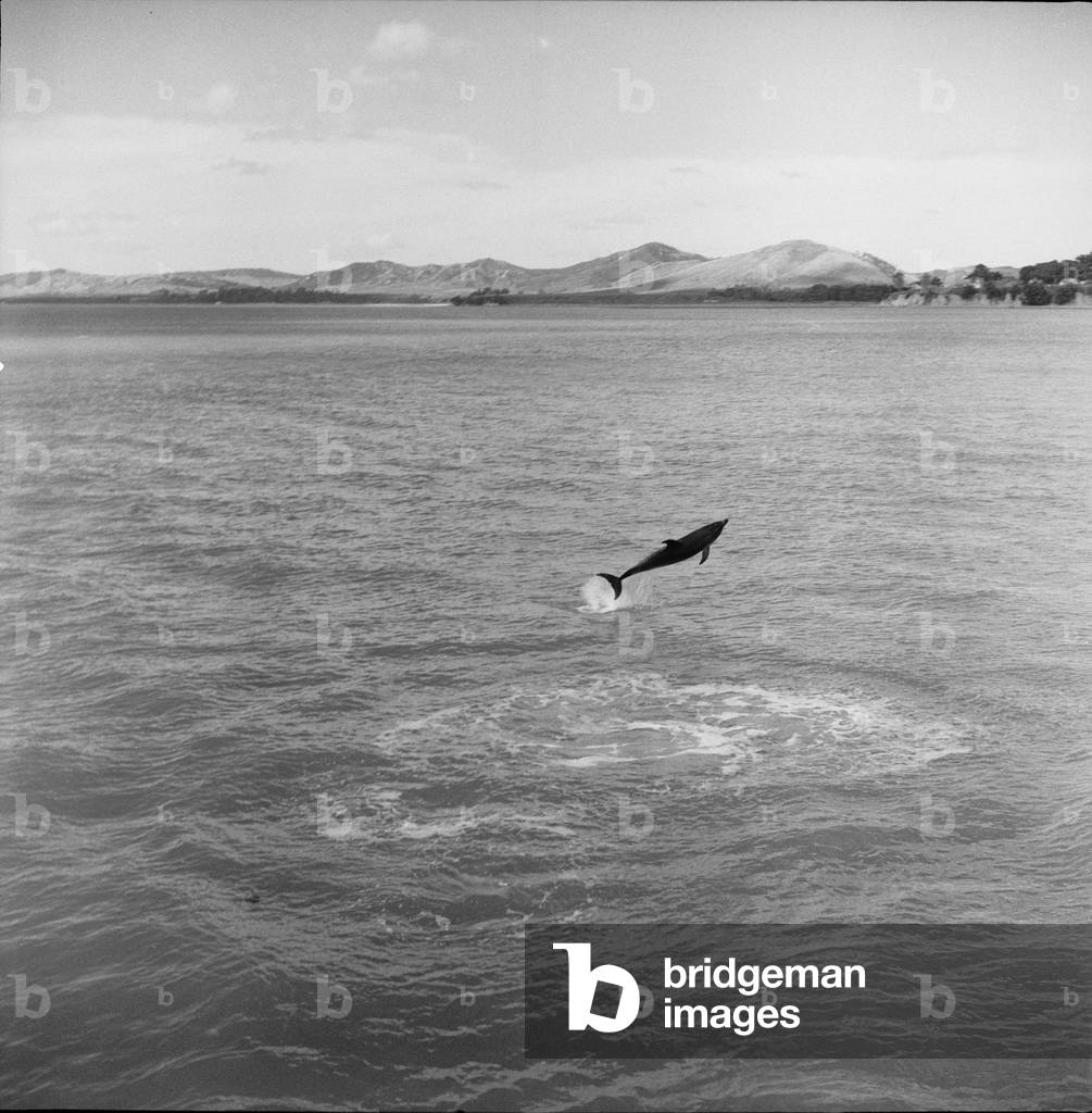 Opo the dolphin, Opononi, 1955-56 (b/w photo)