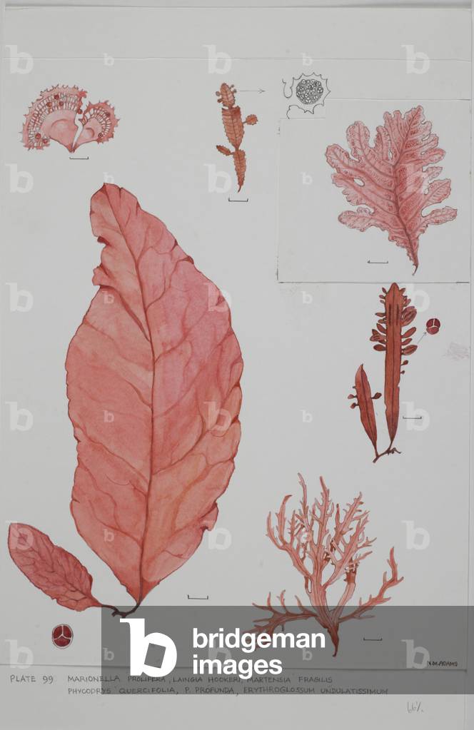 Red seaweeds, Plate 99, Marionella prolifera, Laingia hookeri, Martensia fragilis, Phycodrys quercifolia, P. profunda, Erythroglossum undulatissimum,  (w/c and graphite pencil on paper)